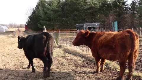 Super ovulation and embryo transfer in cattle