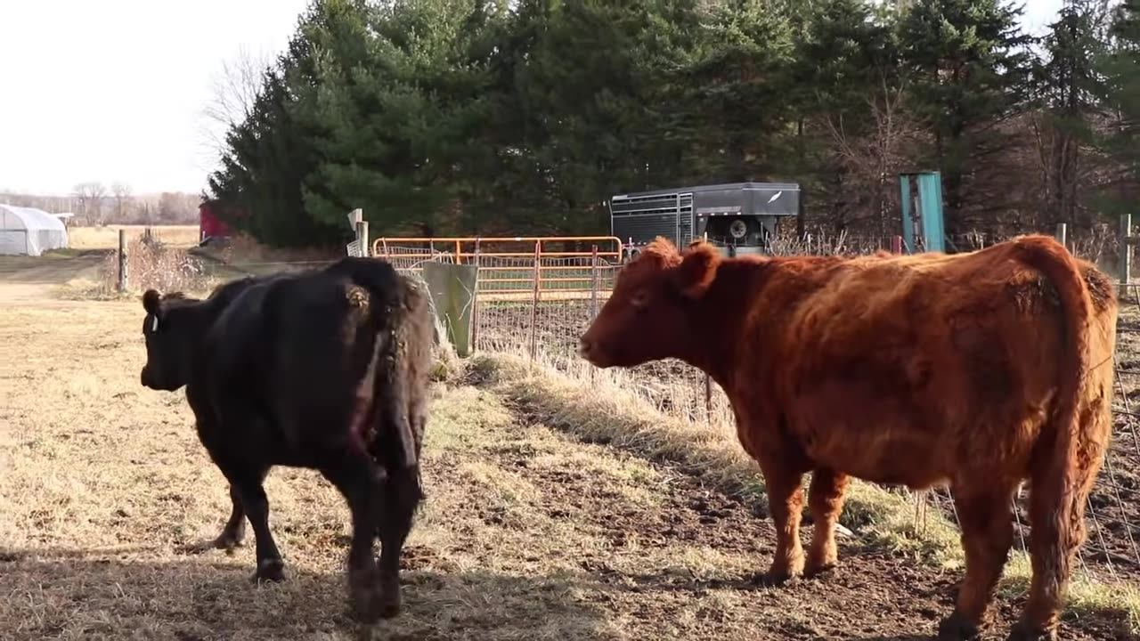 Super ovulation and embryo transfer in cattle