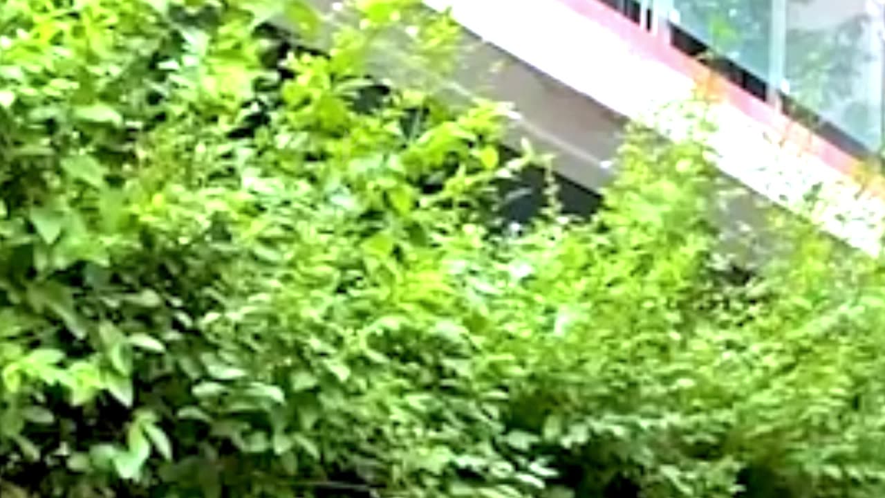 Dynamic Laughing Pair