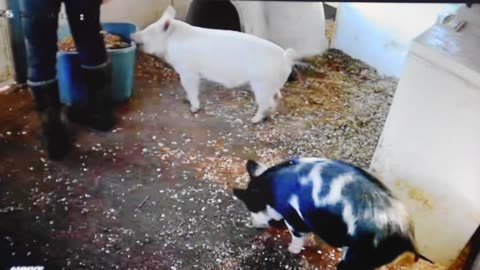 Mogana and Becky helping me clean their room