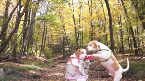 “Meet the Genius Duo: Two Incredibly Smart Dogs!”