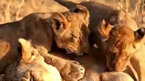 animals