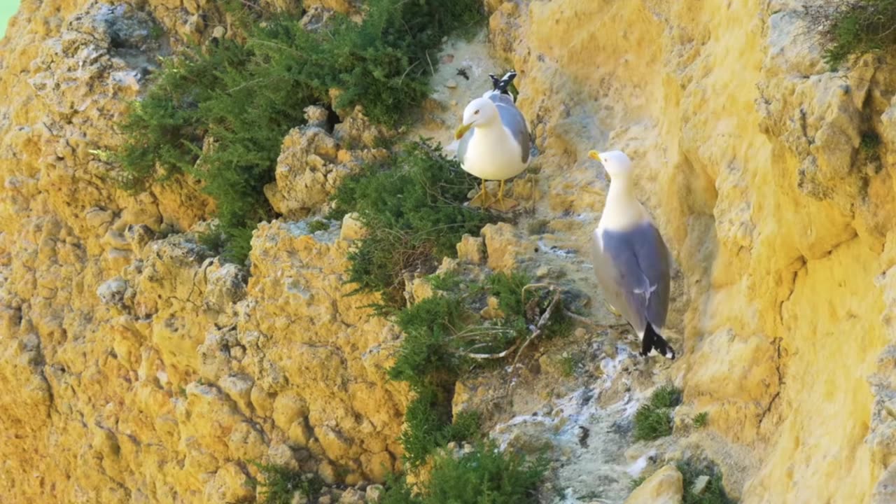 Deep Work Classical Symphony