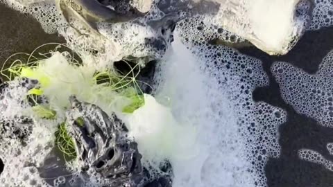 😨🐠 German Tourist Finds Strange Creature Washed Ashore! | TheHauntingHour