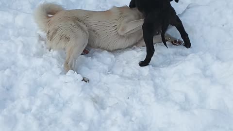 My dogs playing together in snow