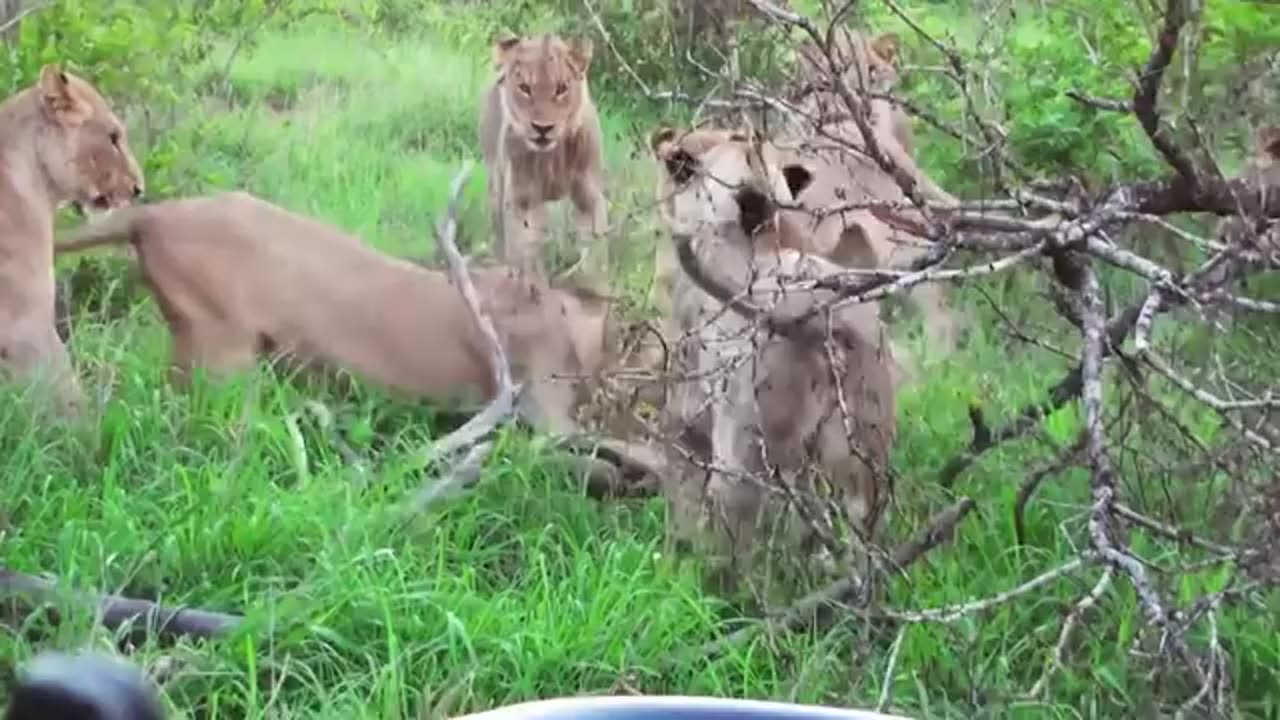 Jingle vs. Nature: The Animal Attack Chronicles! 🐛🐍