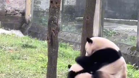 Cuteness Overload! 🐼🤭 When Clumsiness Strikes! Mommy Panda and baby Panda