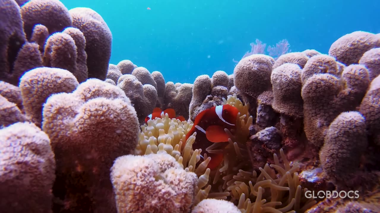 OCEANO PACÍFICO- Predadores Brutais [Documentário]
