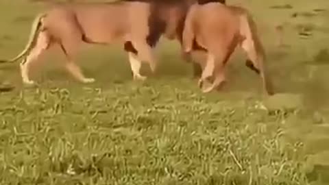 animals