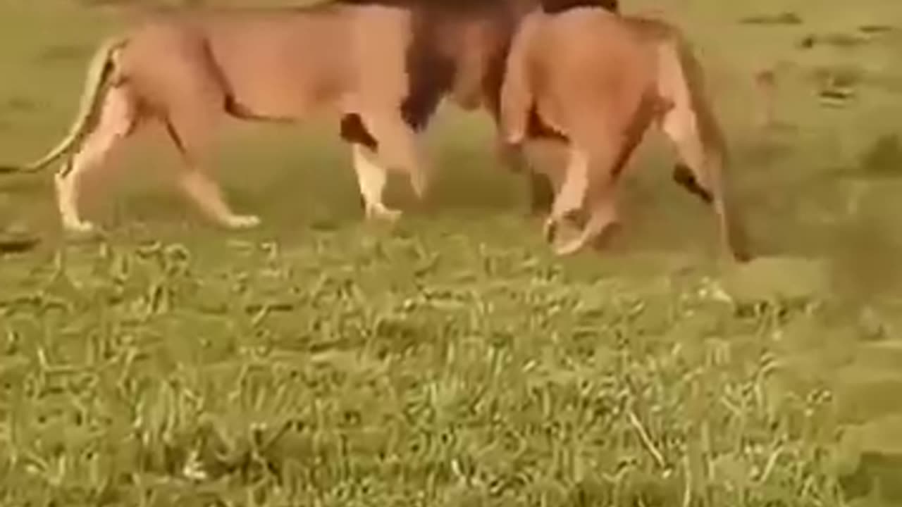 animals