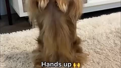 Must Watch: Useless but cute tricks I’ve taught my dog🥰what’s your favorite? #do