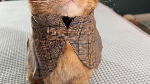 This is a detective cat.