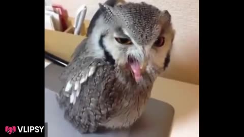 Funny vidéo