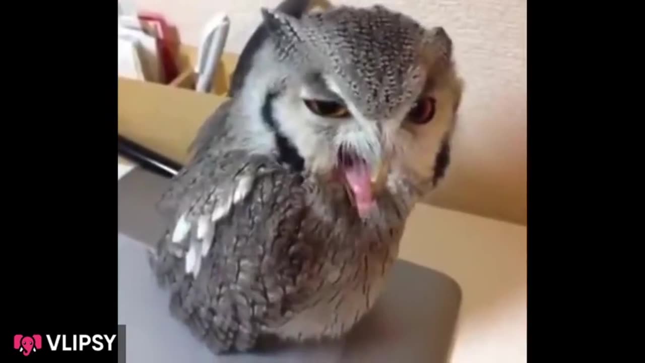 Funny vidéo