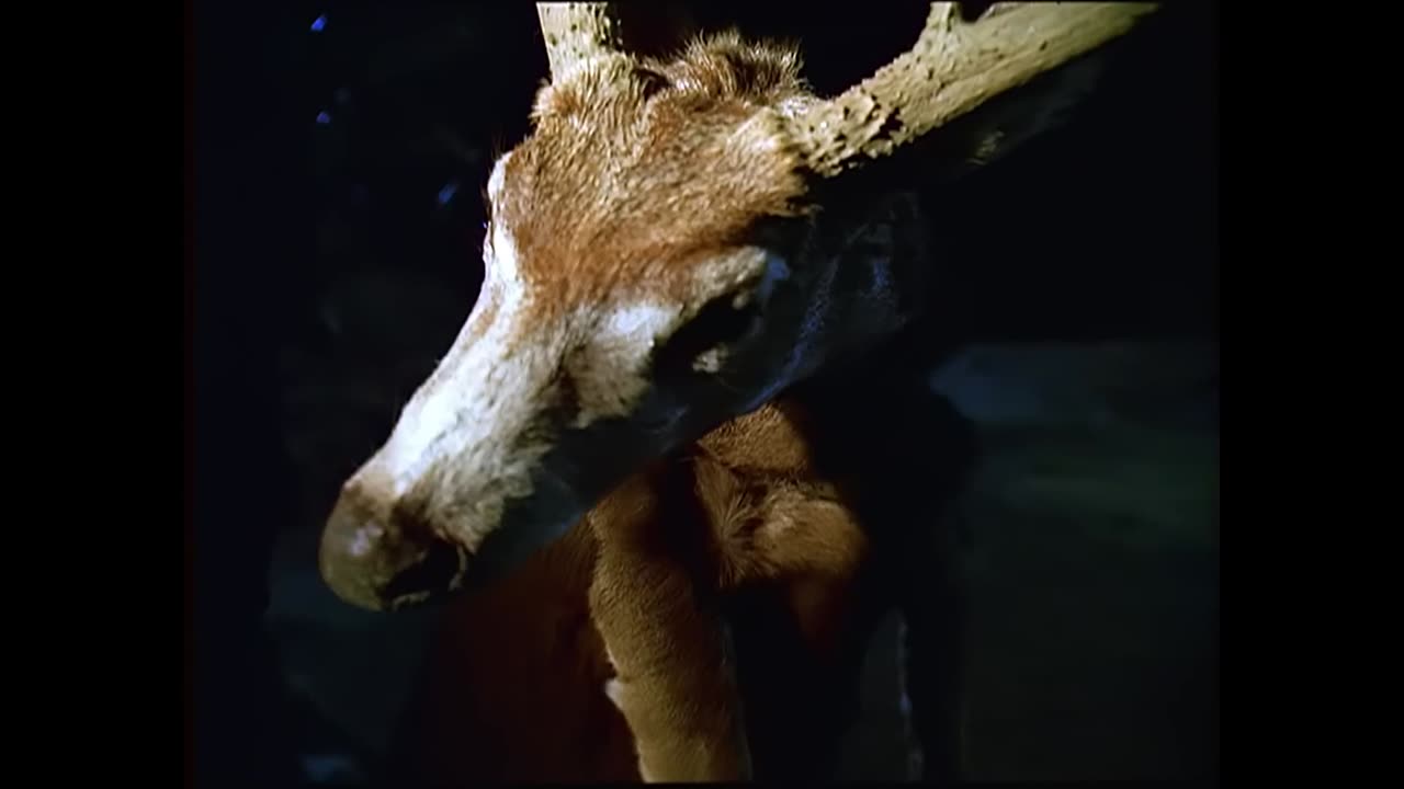 Queens Of The Stone Age - No One Knows (Official Music Video)