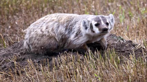 Dr Barry Badger presents...Beowulf translated by Seamus Heaney Pt 09 of 09