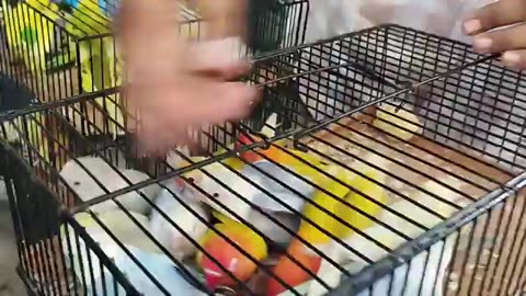 Birds market karachi 12/10/2025