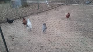 Separating the Roosters