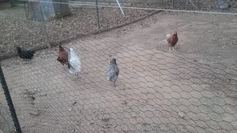 Separating the Roosters