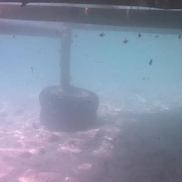 Snorkeling Through Serenity