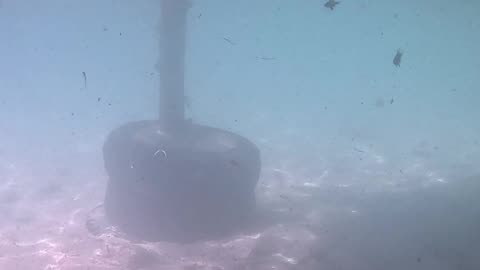 Snorkeling Through Serenity