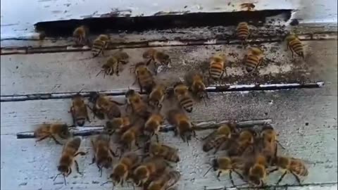 in ENGLISH " SAVE BEE", #beesafe #beekeeper #bee