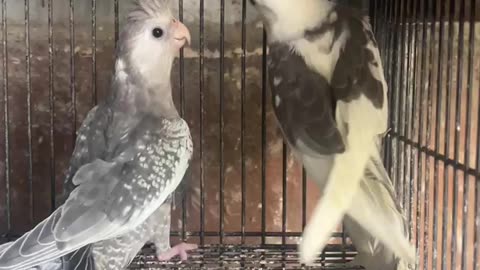 Albino cockatiel