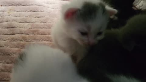 4 of the cutest baby kittens 😸 😍