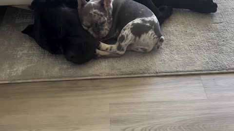 Lil Frenchie and Big Large Cane Corso Snuggle