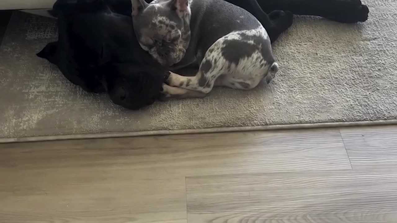 Lil Frenchie and Big Large Cane Corso Snuggle