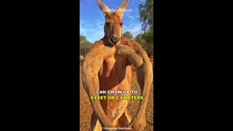 buff the kangaroo