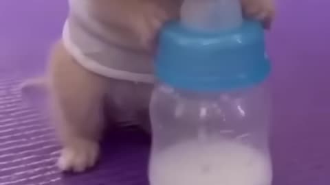 Animals Babys which are too Cute to Handle