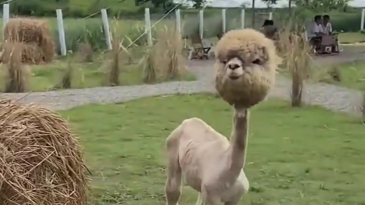 😂🐑 Alpaca without its wool is hilarious! | FunFM