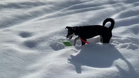 Little Ivy in deep snow with her "ball"