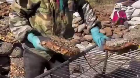 Sunflower Seed Harvesting