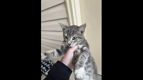 the test begins.....MEOW