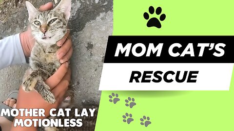 🚨 Mom Cat’s Final Moments A Stranger Fights for Her Life 🐾
