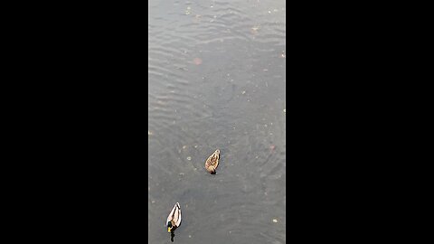 Mallard Ducks 🦆 #mallardducks #duck #followme #shorts #viral #trending #ducks