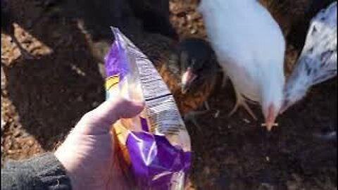 Who is willing to eat right out of the bag?