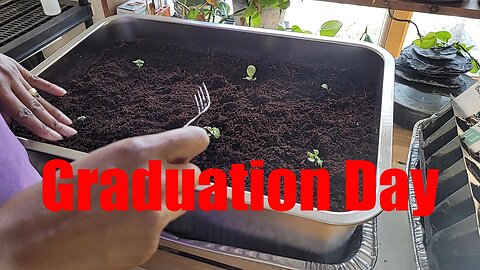 Seedlings Get Up-Potted