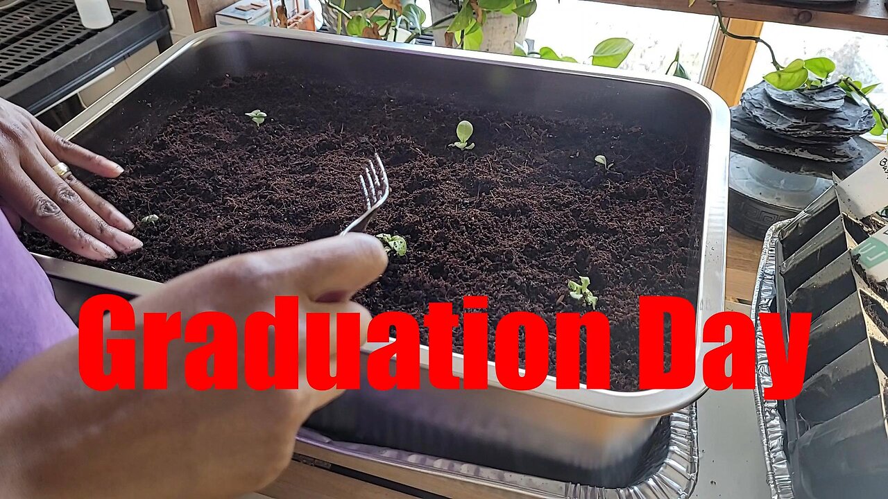 Seedlings Get Up-Potted