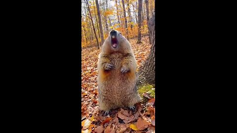 бабак и белка