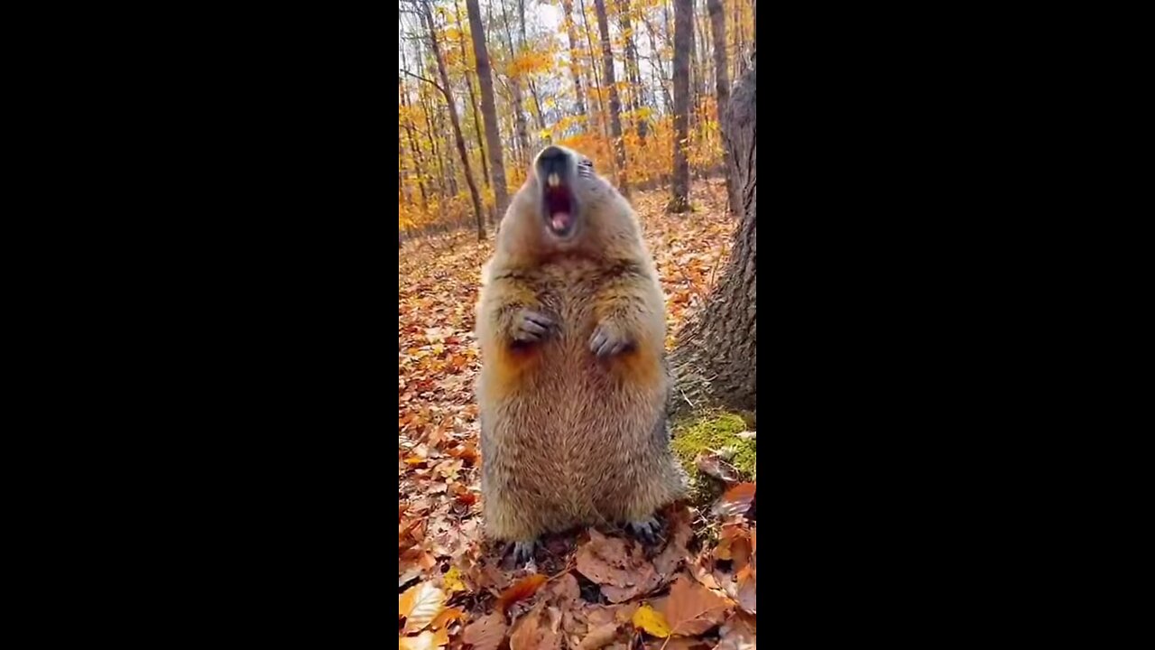 бабак и белка