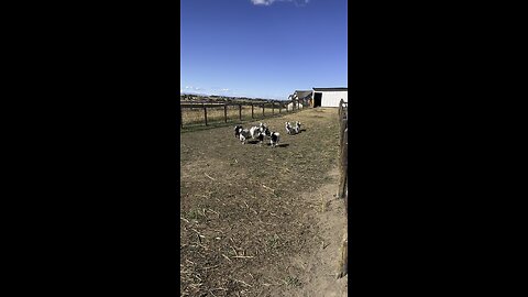 Goats