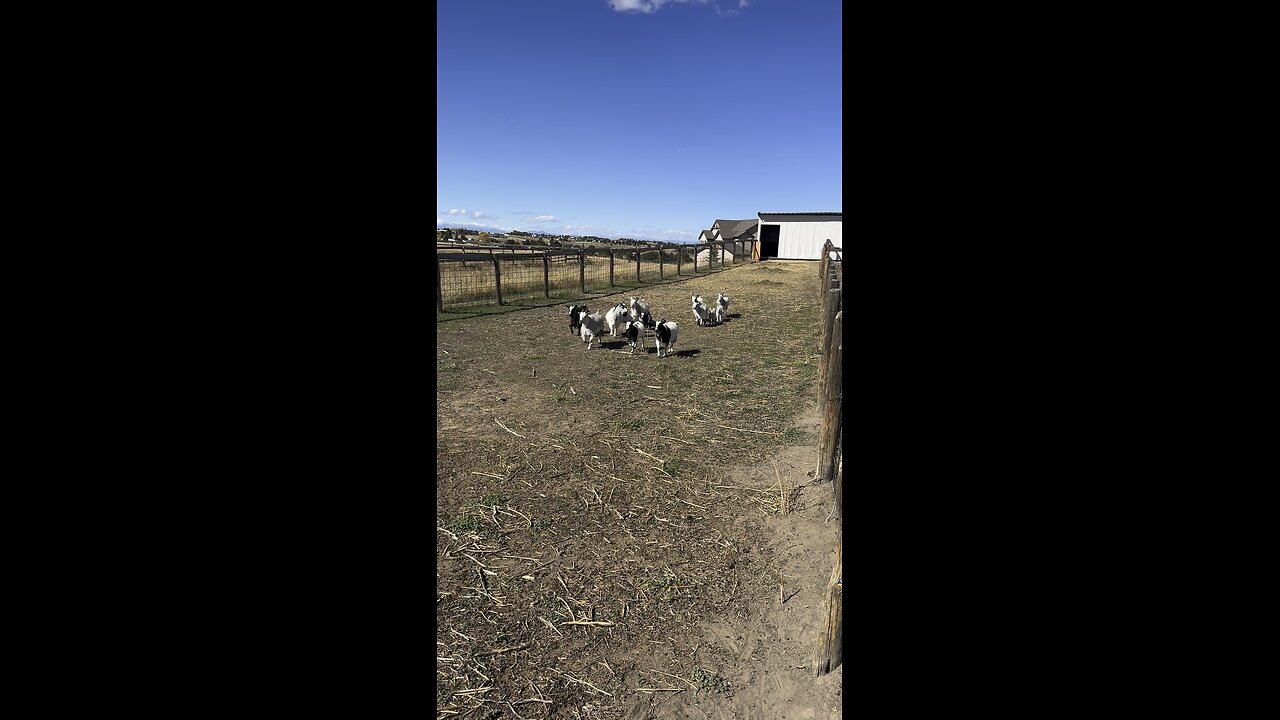 Goats