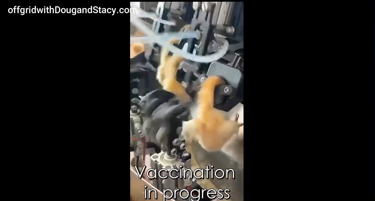 They are Vaccinating Chicken, Salmon, & Produce