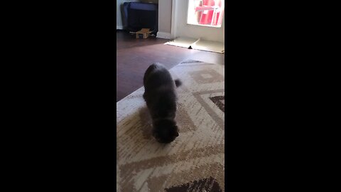 Part 2, Smokey tried again, gets caught