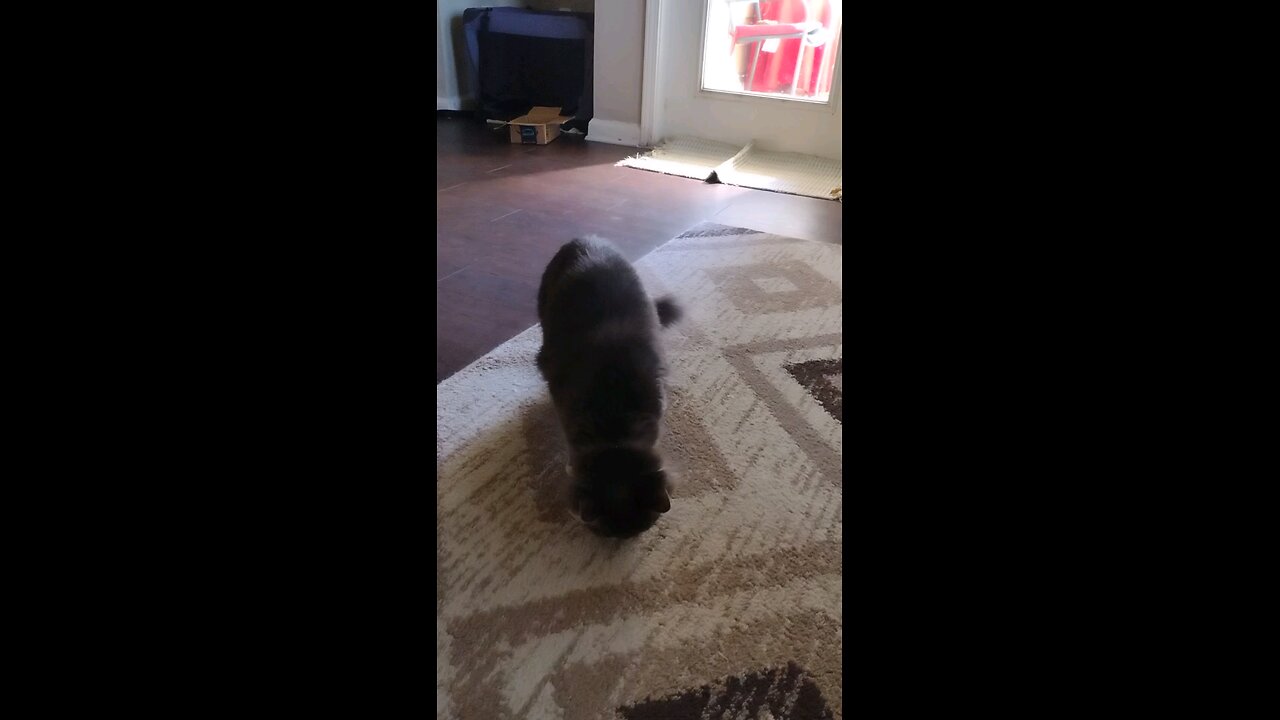 Part 2, Smokey tried again, gets caught