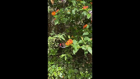 Butterflies 🦋 #butterflies #butterfly #shorts #viral #trending #followme