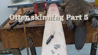 Skinning Otter Part 5 Cleaning Baculum